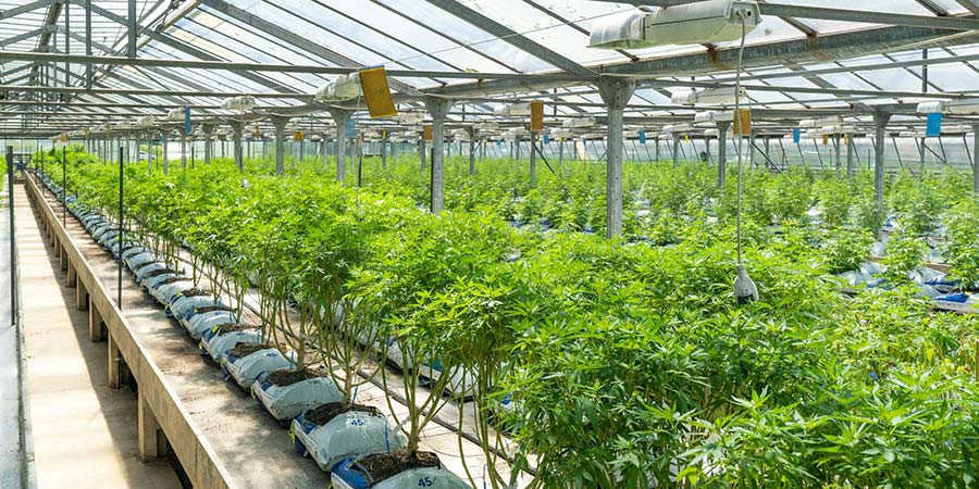 Cannabis plants in rows inside a greenhouse