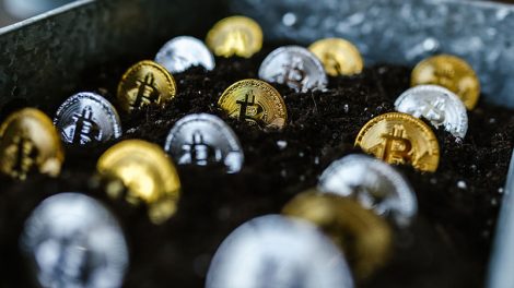 several gold and silver bitcoins lined up in rows within a tray full of soil and half buried
